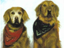 Barnstable Goldens