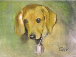 Maryland Pooch