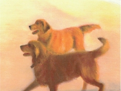 Labs On Beach
